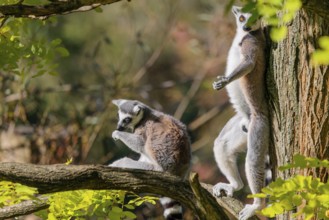Two ring-tailed lemurs (Lemur catta) sit high up in a tree among fresh green leaves on a sunny day.