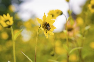 Bee on a yellow blossom in the middle of a field full of yellow flowers, Mainau flower island, Lake