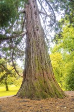 View of an impressively large tree in the forest, Mainau flower island, Lake Constance, Germany