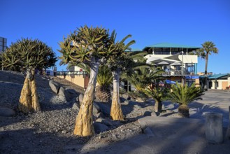 Quiver trees (Aloe dichotoma) at the waterfront, Robert Harbour, Lüderitz, Karas Region, Namibia