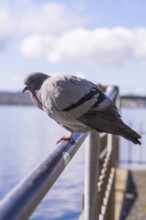 Pigeon on a railing with blurred background and clear sky, Überlingen, Lake Constance, Germany
