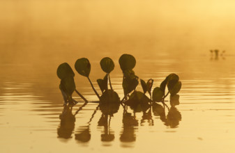 Water hyacinth (Eichhornia crassipes), Pantanal, Mato Grosso, Brazil, South America