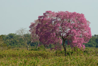 Pink Ipe tree (Tabebuia ipe) during flowering, Pantanal, Mato Grosso, Brazil, South America