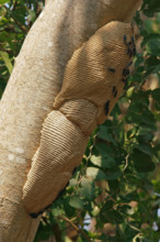 Wasps on a wasp nest Pantanal Brazil