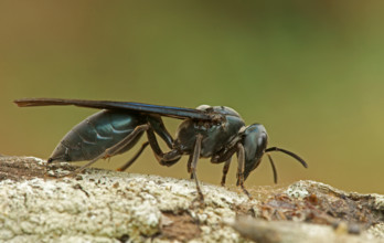 Wasp Pantanal Brazil