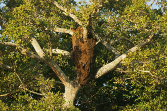 Termite nest, Pantanal, termite burrow, tree termites, Brazil, South America