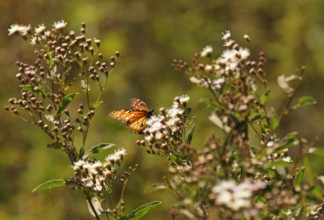 Monarch butterfly (danaus erippus) Pantanal Brazil