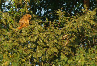 Black howler (Alouatta) female, Pantanal, inland, wetland, UNESCO Biosphere Reserve, World Heritage