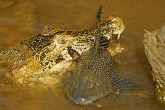 Spectacled caiman (Caiman yacare, Caiman crocodilus yacare) with captured catfish, portrait,