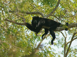 Black howler (Alouatta) male, Pantanal, inland, wetland, UNESCO Biosphere Reserve, World Heritage