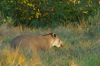 Lowland tapir (Tapirus terrestris), Pantanal, inland, wetland, UNESCO Biosphere Reserve, World