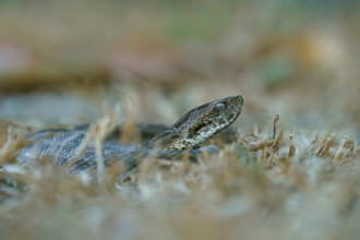 Lance adder (Bothrops neuwiedi mattogrossensis) in the grass, very poisonous, Pantanal, Mato