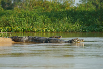 Spectacled caiman (Caiman yacare, Caiman crocodilus yacare), portrait, Pantanal, Brazil, South