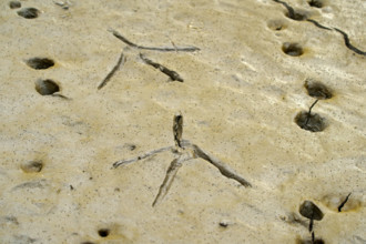 Footprints of a heron in the mud, Mata Atlantica, mangroves, Brazil