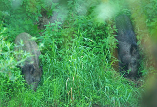 Wild boar (Sus scrofa), Germany
