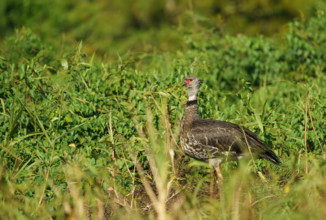 Collared Weirbird (Chauna torquata), Pantanal, Brazil, South America