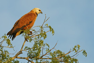 Fish Buzzard (Busarellus nigricollis), Pantanal, inland, wetland, UNESCO Biosphere Reserve, World