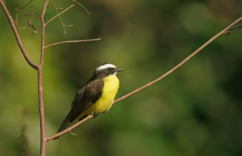 Sulphur-masked tyrant (Pitangus sulphuratus), Pantanal, Brazil, South America