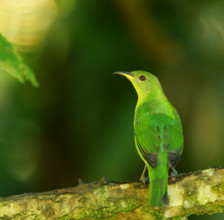 Caped Sunbird (Chlorophanes spiza), female, Atlantic Rainforest, Brazil