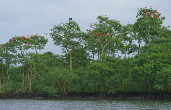 Scarlet Ibis (Eudocimus ruber), Mata Atlantica, Brazil, South America