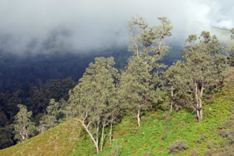 Landscape volcano Ijen, Indonesia