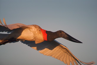 Jabiru (Jabiru mycteria), Pantanal, Brazil, South America