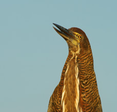 Marbled heron (Tigrisoma lineatum) juvenile, Pantanal, Brazil, South America