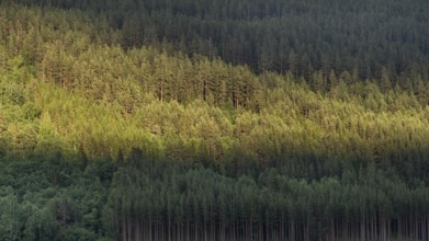 Light and shadow on a dense pine forest at dusk, Olavsweg or Olavsleden, Norway