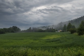 Forest edge and field, low clouds, Eidsvoll, Akershus, Norway