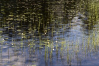 Reflection of water plants and grasses on a still body of water, long exposure, Akershus, Norway