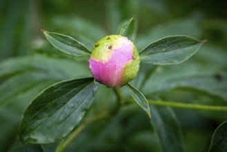 Bud, common peony (Paeonia officinalis), also known as true peony, farmer's peony, garden peony,