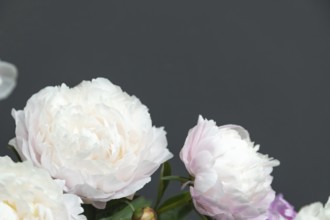 Beautiful white pink peony Memory of Akademic Tsitsin flower. Closeup. Blurred background,