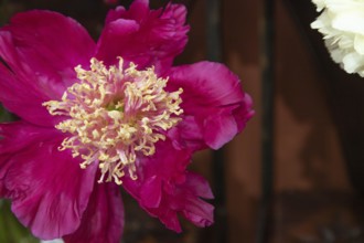 Beautiful red, burgundy peony Barrington Belly flower. Closeup. Blurred background, selective focus