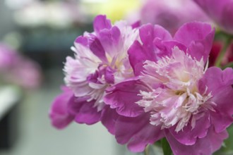 Beautiful pink peony Gay Paree flower. Closeup. Blurred background, selective focus