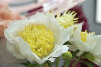 Beautiful yellow white peony Bu-Te flower. Closeup. Blurred background, selective focus
