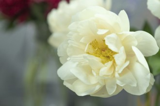 Beautiful white yellow peony Pastelegance flower. Closeup. Blurred background, selective focus