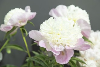 Beautiful pink peony Touch of Class flower. Closeup. Blurred background, selective focus