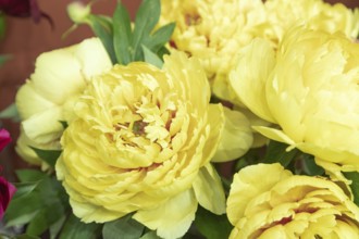 Beautiful yellow peony Sonoma YeDo flower. Closeup. Blurred background, selective focus