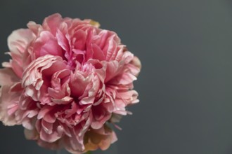 Beautiful pink peony Raspberry Fluff flower. Closeup. Blurred background, selective focus