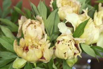 Beautiful orange peony Callies Memory flower. Closeup. Blurred background, selective focus