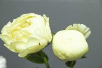 Beautiful yellow peony Lemon Chiffon flower. Closeup. Blurred background, selective focus