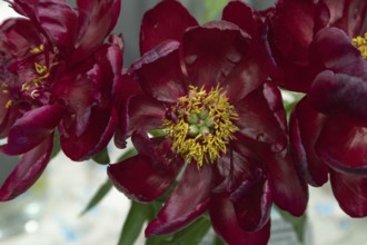 Beautiful red, burgundy peony Chervonnyj Aksamit flower. Closeup. Blurred background, selective