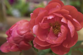 Beautiful red peony Victoria Lincoln flower. Closeup. Blurred background, selective focus
