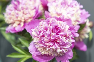 Beautiful pink peony Figaro flower. Closeup. Blurred background, selective focus