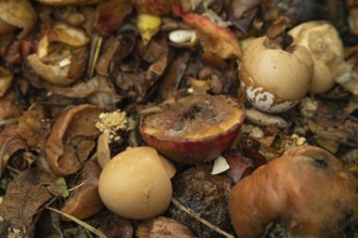 Compost pile made of organic food, leaves, vegetable and fruit Waste mix, Zero waste and Eco