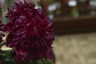 Beautiful red, burgundy peony Red Comet flower. Closeup. Blurred background, selective focus