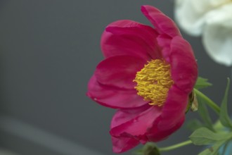 Beautiful purple peony Scarlet O Hara flower. Closeup. Blurred background, selective focus