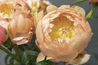 Beautiful orange peony Coral Sunset flower. Closeup. Blurred background, selective focus