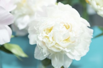 Beautiful white peony Larisa Skakodub flower. Closeup. Blurred background, selective focus