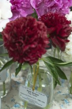 Beautiful red, burgundy peony Pettycoat parade flower. Closeup. Blurred background, selective focus